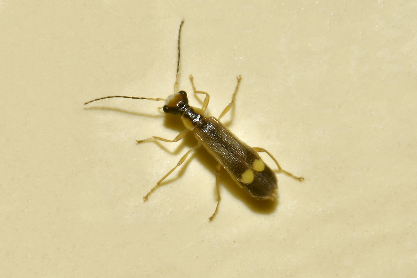 Cantharidae: Malthinus seriepunctatus oppure M. reflexus